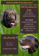 Nabídka štěňat labradorského retrievera