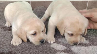 Nabídka  štěňat labradorských retrieverů