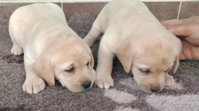 Nabídka štěňat labradorských retrieverů