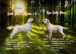 Nabídka štěňat labradorských retrieverů