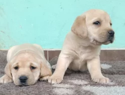 Nabídka štěňat labradorských retrieverů