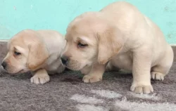 Nabídka štěňat labradorských retrieverů