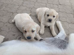 Nabídka štěňat labradorských retrieverů