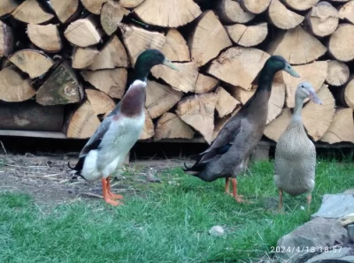 Násadová vejce - Indický běžec