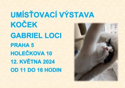 Umísťovací výstava koček