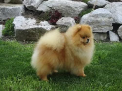 Pomeranian