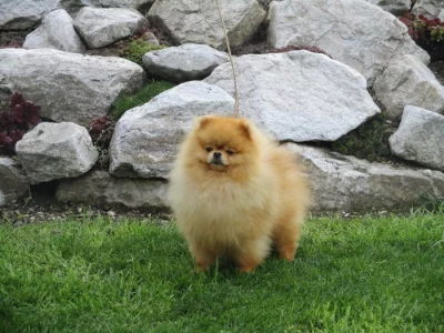 Pomeranian