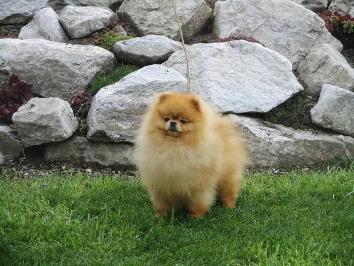 Pomeranian