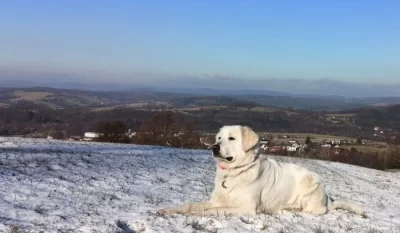 Slovenský čuvač s PP - rezervace štěňátek