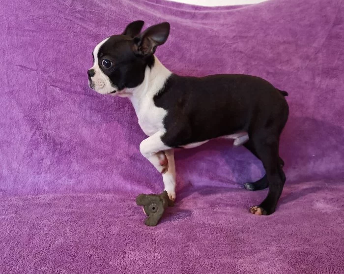 Bostonský terier - štěňata bez pp