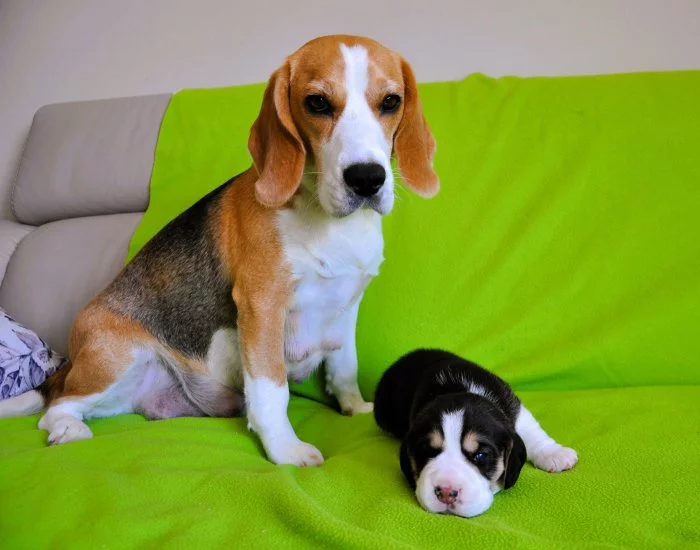 Štěnata bígla s PP