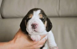 Štěnata bígla s PP