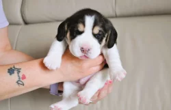 Štěnata bígla s PP