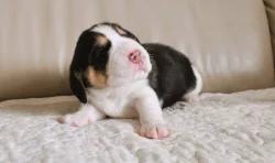 Štěnata bígla s PP