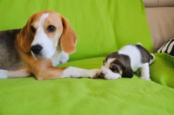 Štěnata bígla s PP