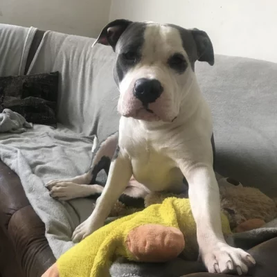 Americky stafordsirsky terier