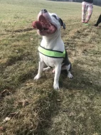 Americky stafordsirsky terier