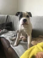 Americky stafordsirsky terier