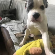 Americky stafordsirsky terier