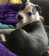 Americky stafordsirsky terier