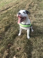 Americky stafordsirsky terier