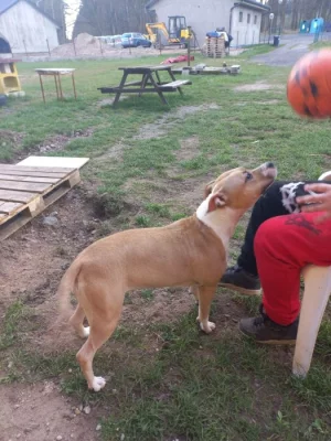 Americky stafordsirsky terier