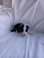 Border kolie