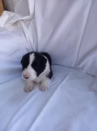 Border kolie