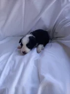 Border kolie