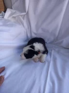 Border kolie