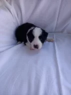 Border kolie