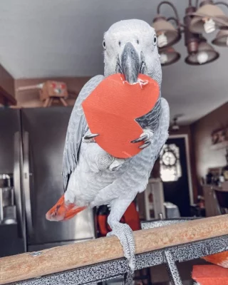 Papoušek šedý potřebuje nový domov.
