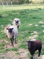 Prodám ovce, jehně, berana