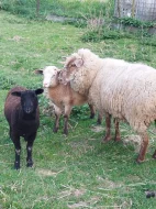 Prodám ovce, jehně, berana