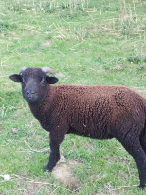 Prodám ovce, jehně, berana