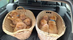 Štěňata Bordeauxske dogy