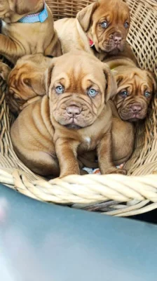 Štěňata Bordeauxske dogy