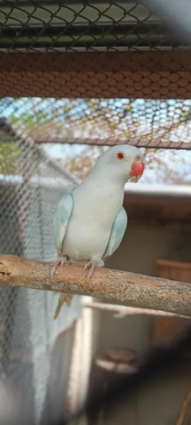 Prodám páru papoušků alexandřin (albino r. 2019 X modrá štěp. na albino 2021)
