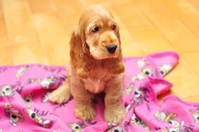 Anglický kokršpaněl