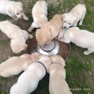 Labradorský retrívr štěňátko pes