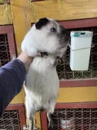 Dlouhosrstá morčata s PP