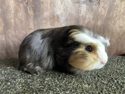 Dlouhosrstá morčata s PP