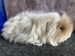 Dlouhosrstá morčata s PP