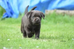 Štěňátka labradora s PP