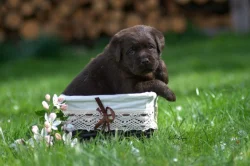 Štěňátka labradora s PP