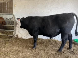 Plemenný býk Aberdeen Angus - black