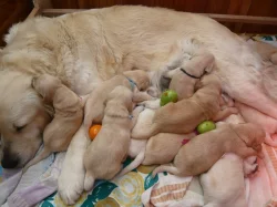 Zlaty retrivr štěňátka