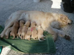 Zlaty retrivr štěňátka