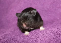 Syrský křeček s PP