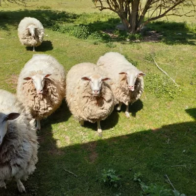 Prodej ovcí